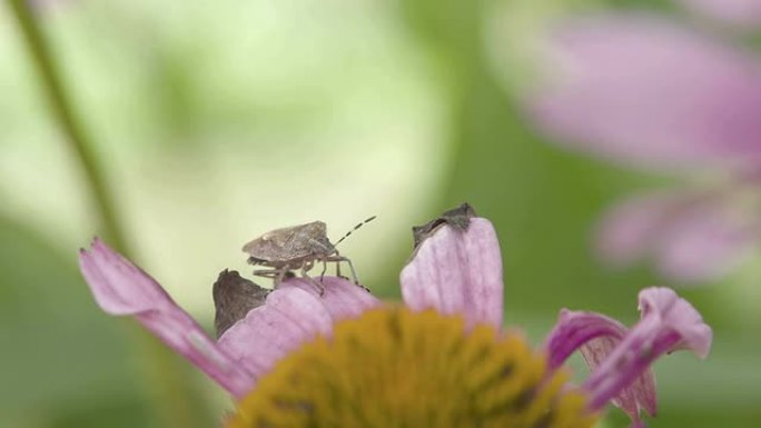 一只在花瓣上爬行的异翅目昆虫