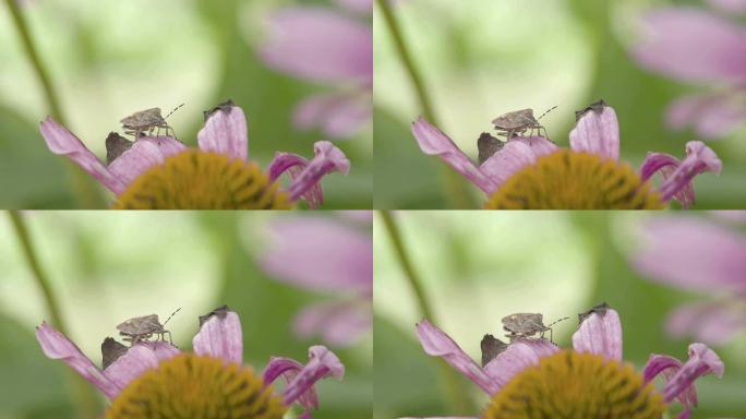 一只在花瓣上爬行的异翅目昆虫