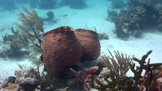 水下珊瑚和珊瑚礁是大自然创造力的惊人例子。