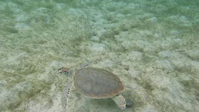 美属维尔京群岛圣约翰珊瑚礁: 海龟