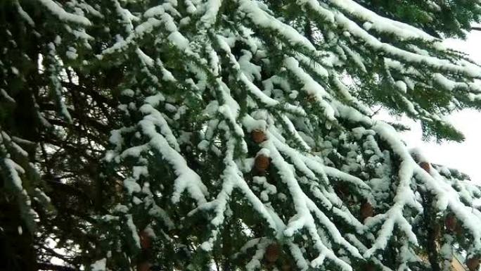 雪落色分级松树