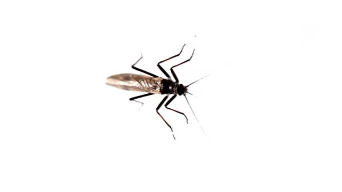 一只蚊子站在白色的墙上