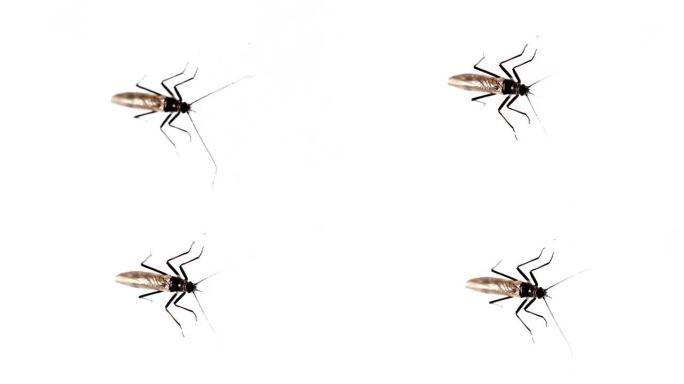 一只蚊子站在白色的墙上