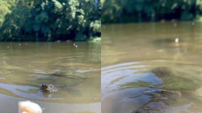 乌龟游上来吃棍子上的鱼食的视频。有点挣扎和与食物搏斗，然后就可以把它拿走吃了。澳大利亚昆士兰州黄金海