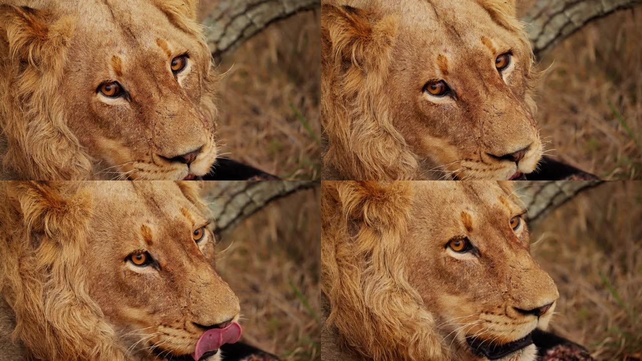 狮子舔鼻子的特写镜头