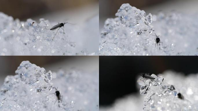 蚊子和雪雪水晶特写