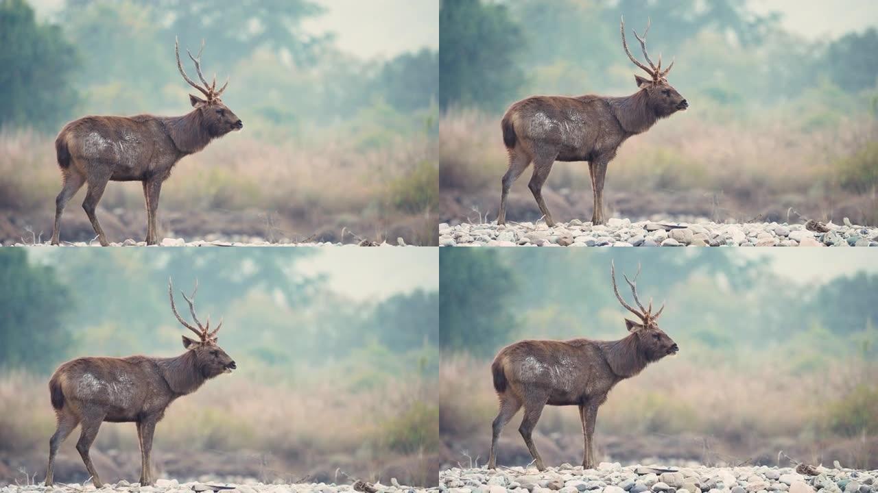 印度国家公园中的雄性水鹿