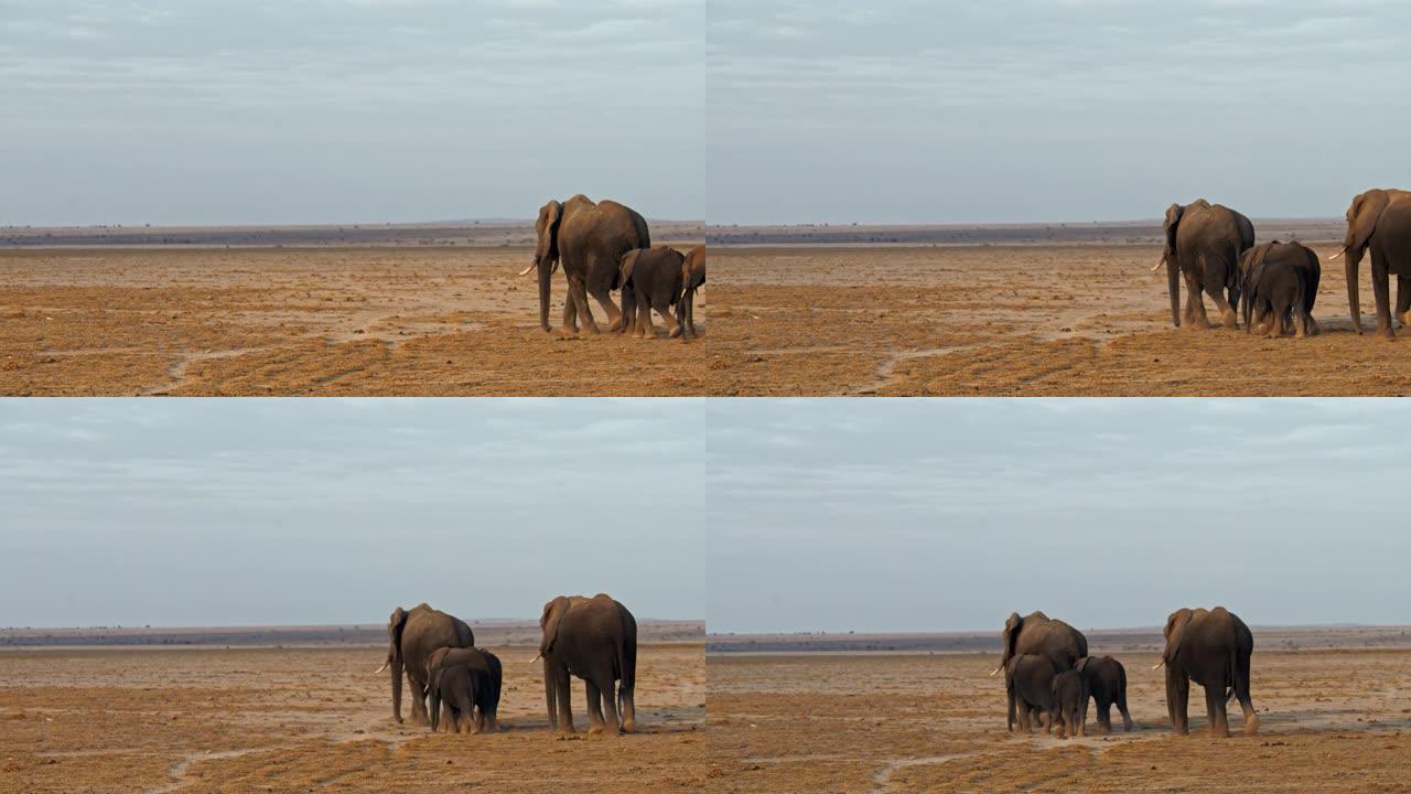 大象家族漫步在萨凡纳的风景中，下午晚些时候从远处看到后视图，肯尼亚安博塞利国家公园