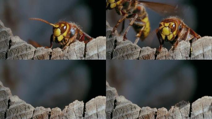 欧洲马蜂窝昆虫从巢中出去并飞行的宏观镜头