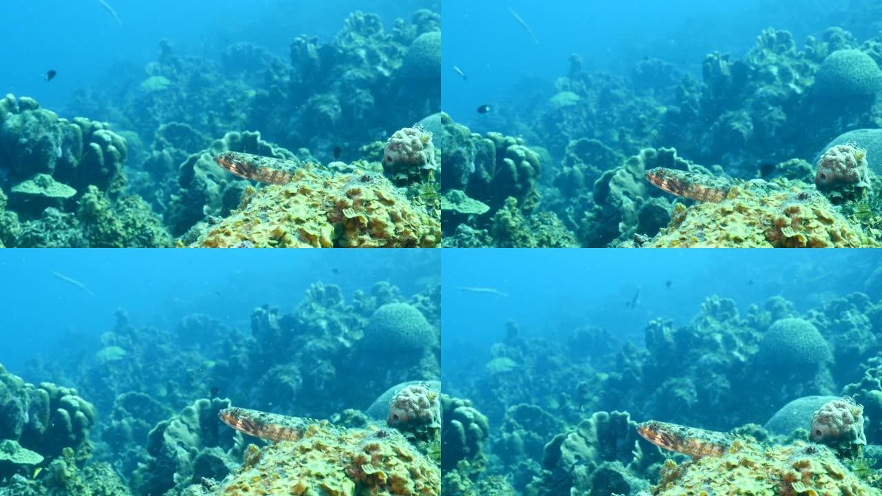 带有蜥蜴鱼的海景，加勒比海珊瑚礁中的沙潜水员