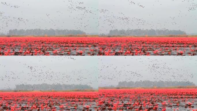 红莲湖的鸟群