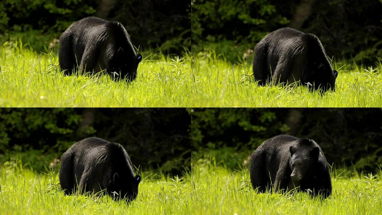 黑熊吃草