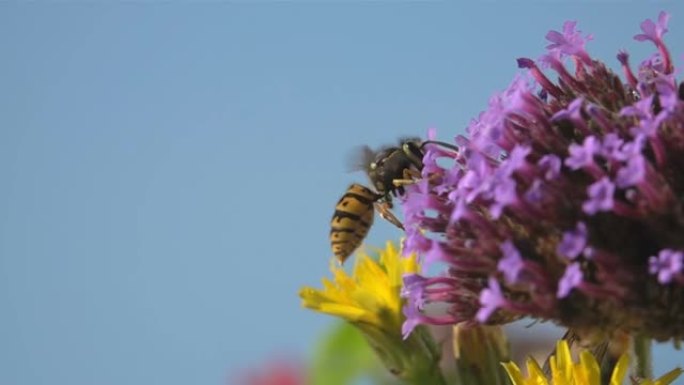 黄蜂蜂花