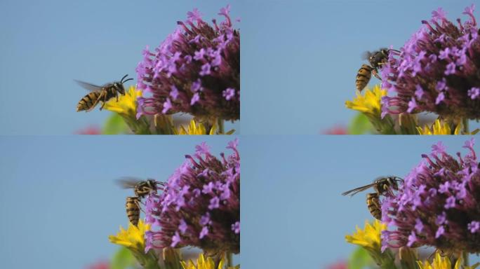 黄蜂蜂花