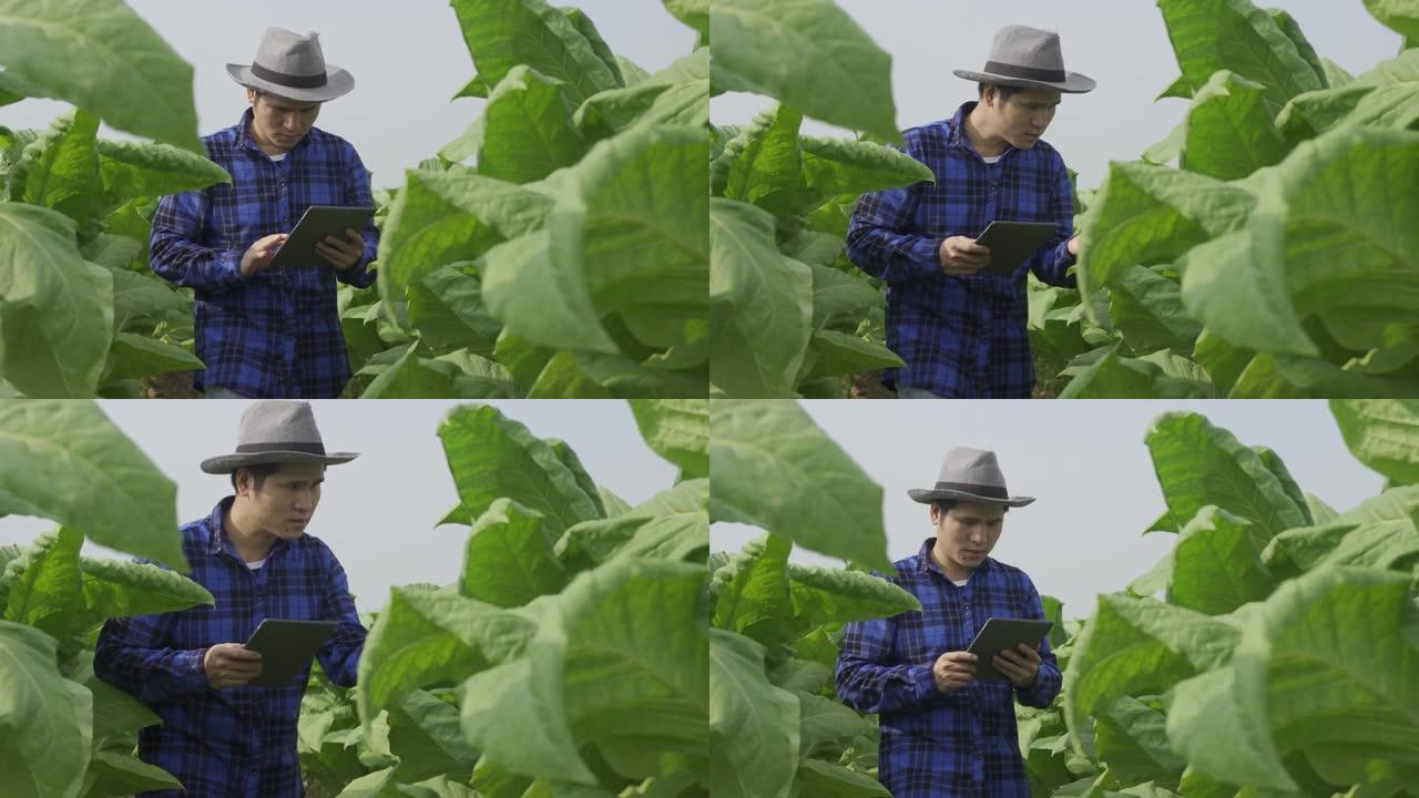 烟草种植园的亚洲种植园所有者站在烟草种植园中，经过烟草种植后的研究或质量检查。