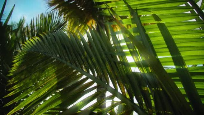 热带椰子棕榈叶在阳光下摇曳。夏季背景，慢动作特写。