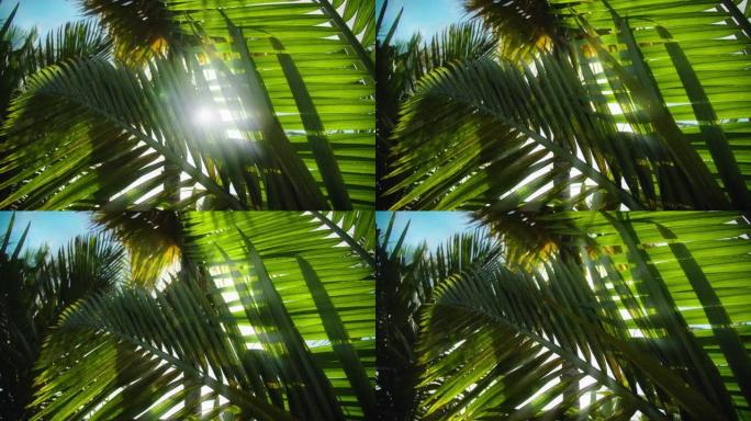 热带椰子棕榈叶在阳光下摇曳。夏季背景，慢动作特写。