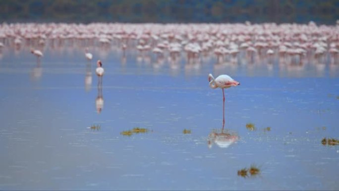 火烈鸟站在平静的水中，一只火烈鸟站在前面，低着头，三只火烈鸟在后面走开，肯尼亚安博塞利国家公园