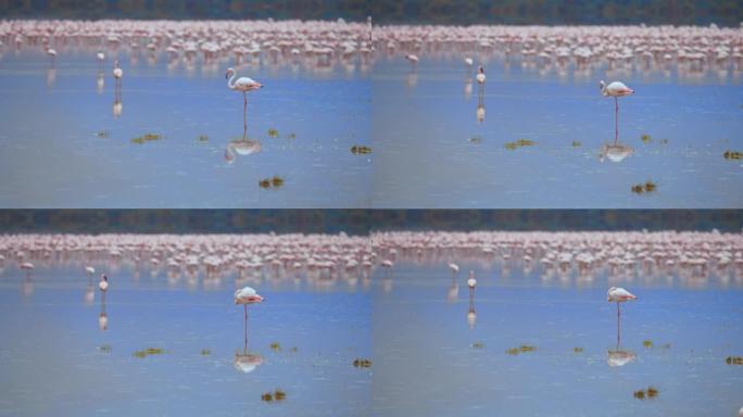 火烈鸟站在平静的水中，一只火烈鸟站在前面，低着头，三只火烈鸟在后面走开，肯尼亚安博塞利国家公园