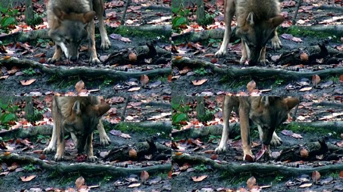 狼吃猎物
