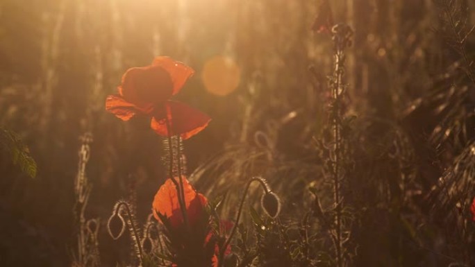 日落时分，田间长出红色罂粟花。手触摸花。免得我们忘记，国际和平的象征，阵亡将士纪念日，我们将铭记和纪