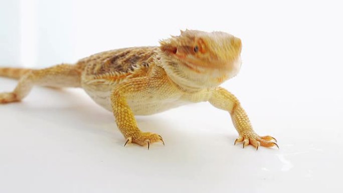 大胡子龙 (agama lizard) 在白色上吃zophobas蠕虫