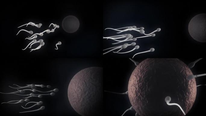 精子和卵子