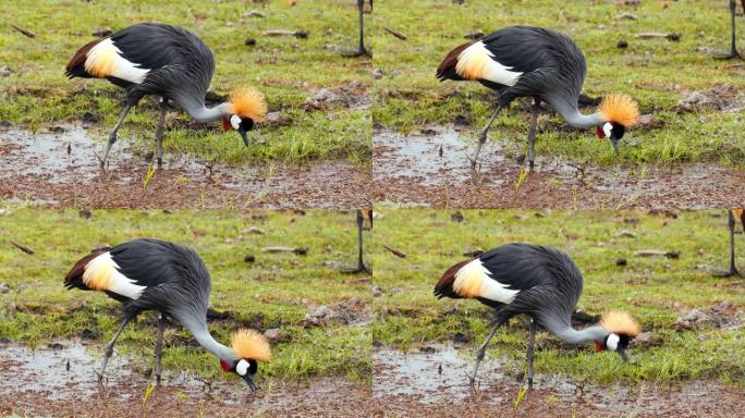 雄伟的灰色冠鹤在浅水坑中涉水，在地面上啄食，肯尼亚安博塞利国家公园