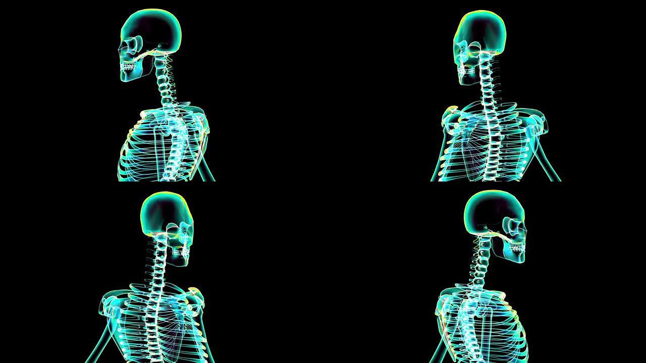 人体骨骼的x射线扫描 (HD)
