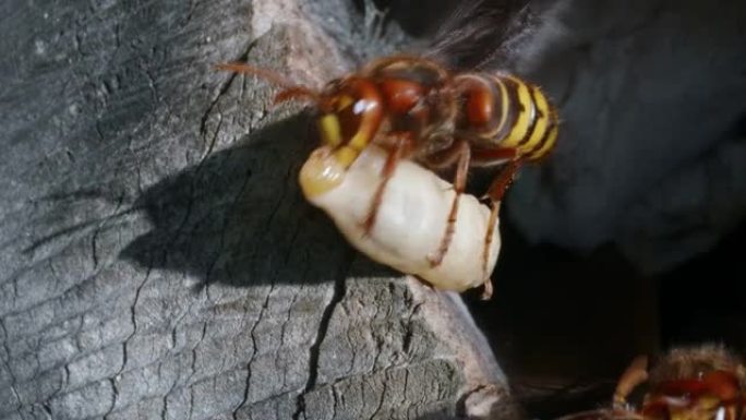 欧洲大黄蜂 (Vespa Crabro) 在巢中携带幼虫的宏观拍摄