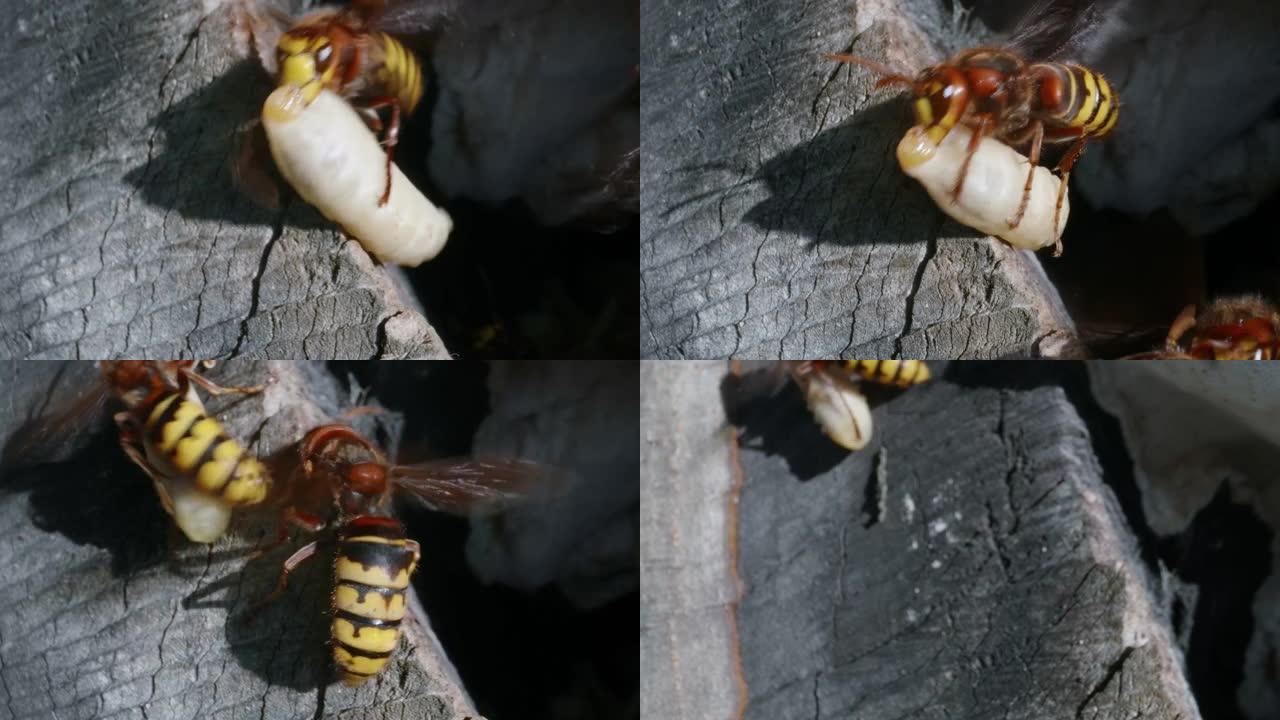 欧洲大黄蜂 (Vespa Crabro) 在巢中携带幼虫的宏观拍摄