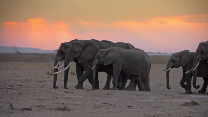 一群雄伟的大象带着象犊走过大草原，逃离黄昏。大象家族