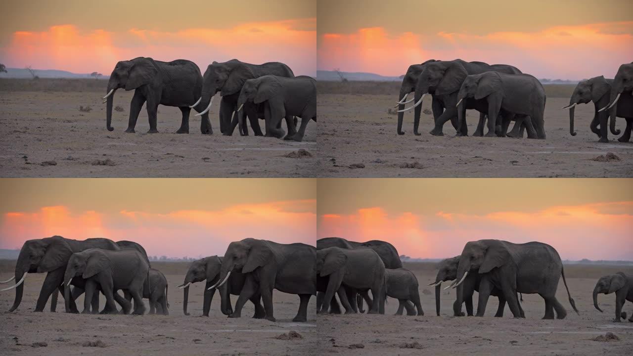 一群雄伟的大象带着象犊走过大草原，逃离黄昏。大象家族