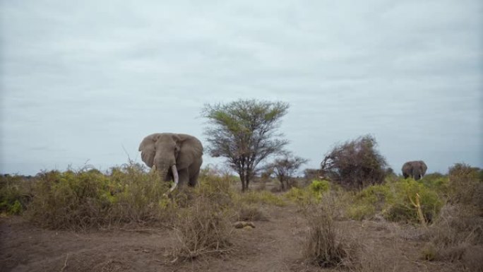 慢动作两只大型非洲象在肯尼亚安博塞利国家公园稀树草原中央的灌木丛中行走