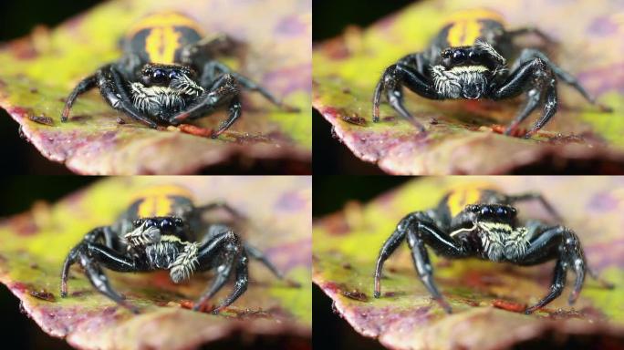 跳蛛 (Salticidae科)