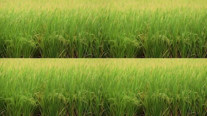 泰国佛统府的稻田。