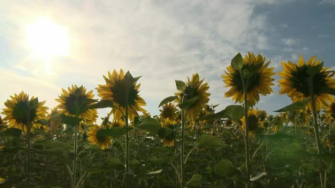 向日葵面向太阳