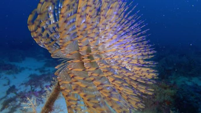 海洋生物-海虫-螺旋图-在深海海底