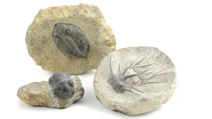 孤立白色背景上三叶虫的三个化石