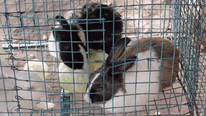 笼子里的兔子在吃食物。圈养动物
