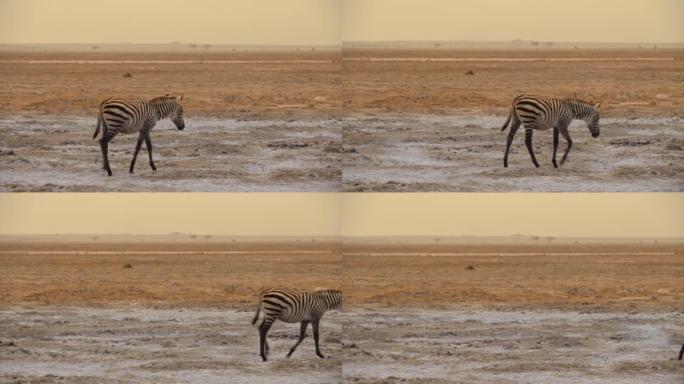 孤独的斑马在黄昏时分穿越干旱的沙漠景观，肯尼亚安博塞利国家公园