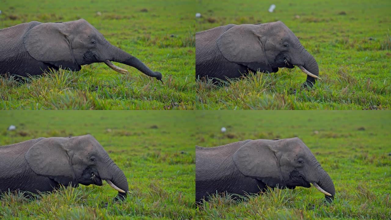 肯尼亚安博塞利国家公园，在鸟类环绕的湿地中放牧的自然栖息地中的大象