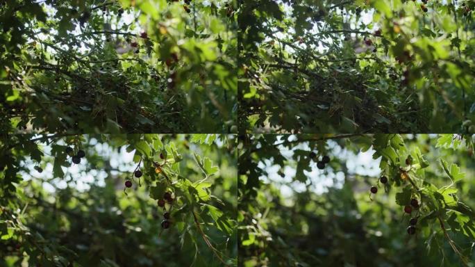 从温室到花园，见证大自然的成长之美。成熟的黑樱桃装饰着春天的樱桃树，这是植物劳动的美味而美丽的果实