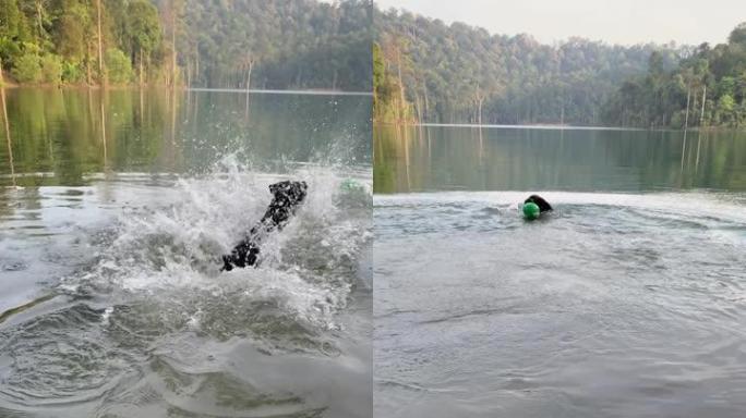 快乐的狗罗威纳犬玩捡球，在湖里游泳。