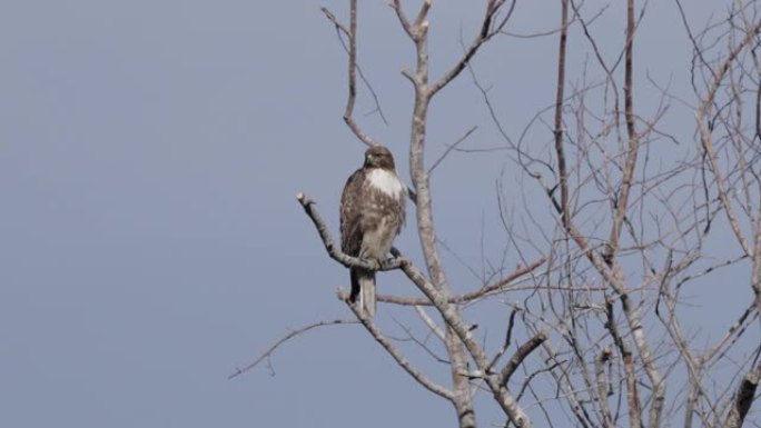 红尾鹰，加利福尼亚州雷耶斯角