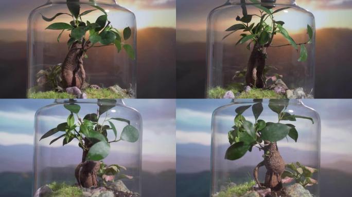 用这个迷人的垂直视频在罐子里发现生态系统的复杂世界。了解植物，土壤和水如何共同创造繁荣和自我维持的环