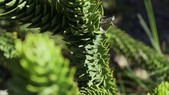 Araucaria树枝的细节，也是常绿的针叶树或猴尾树，有粗大的锋利的针，靠近阿根廷和智利之间的边界