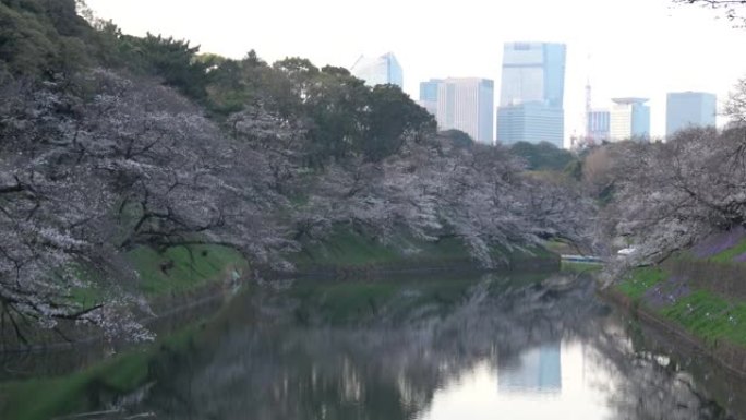 Chidorigafuchi樱花清晨，东京日本2023