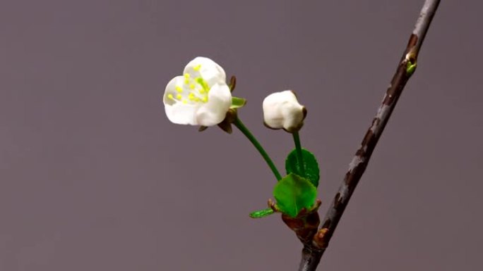 两朵樱花开花芽生长延时特写宏