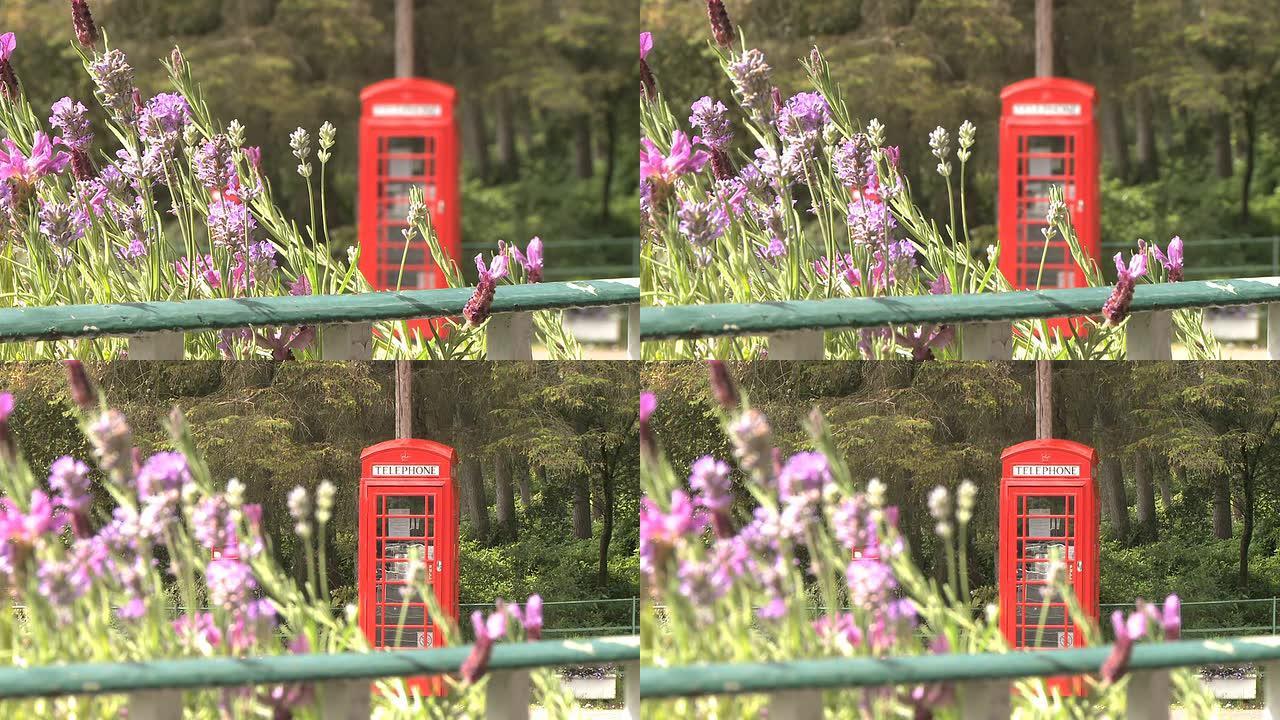 红色电话亭附近的植物